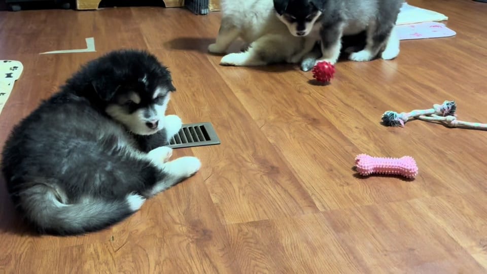 Post 1 by Mtn Ridge Malamutes 🐶❌💃🐾 on TikTok (video)