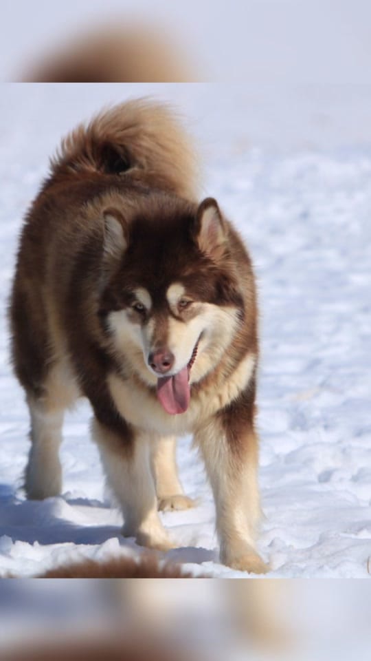 Post 6 by Mtn Ridge Malamutes 🐶❌💃🐾 on TikTok (video)