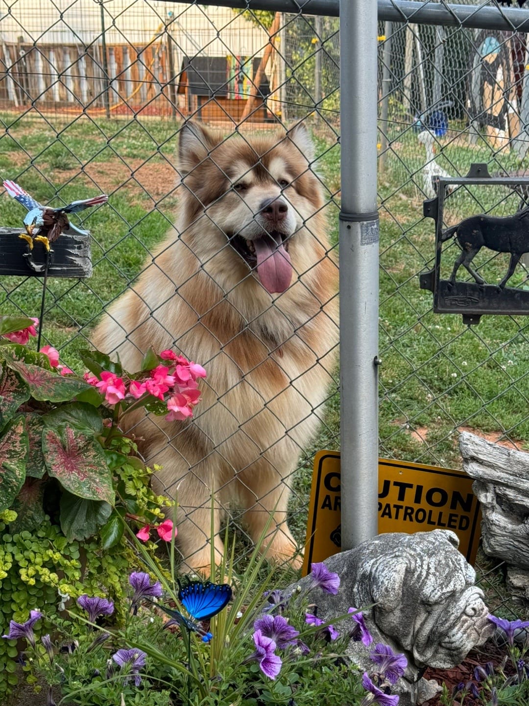 Post 9 by Mtn Ridge Malamutes 🐶❌💃🐾 on TikTok (video)