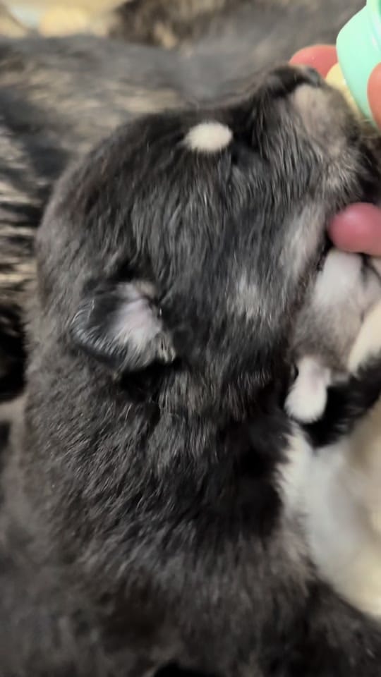 Post 7 by Mtn Ridge Malamutes 🐶❌💃🐾 on TikTok (video)