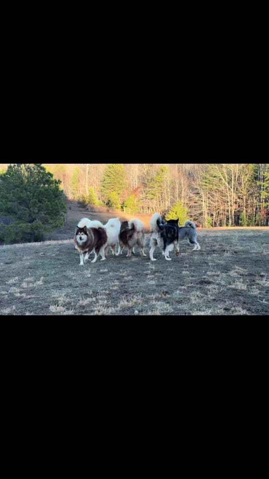 Post 3 by Mtn Ridge Malamutes 🐶❌💃🐾 on TikTok (video)
