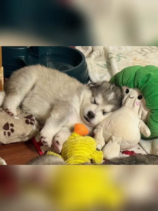Post 4 by Mtn Ridge Malamutes 🐶❌💃🐾 on TikTok (video)