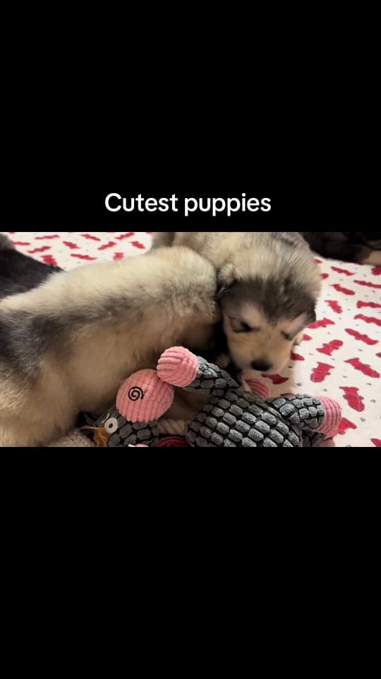 Post 5 by Mtn Ridge Malamutes 🐶❌💃🐾 on TikTok (video)