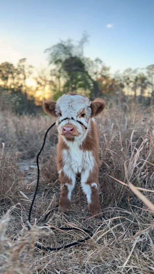 Post 3 by Tori Walker Photography on TikTok (video)
