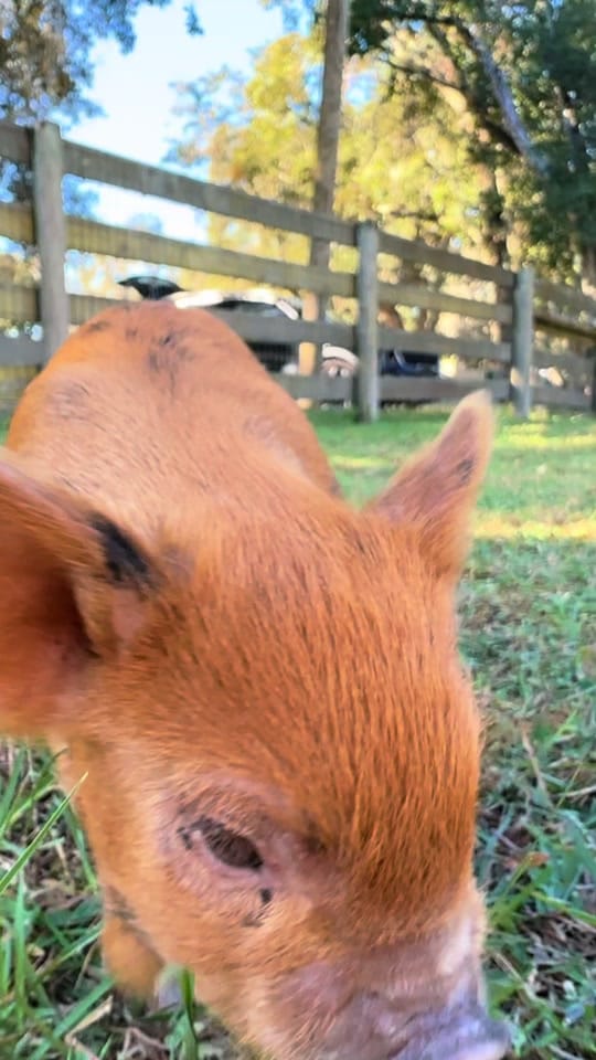 Post 2 by Tori Walker Photography on TikTok (video)