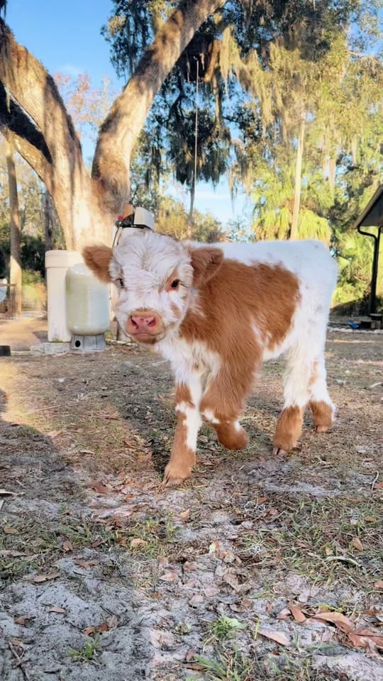 Post 8 by Tori Walker Photography on TikTok (video)