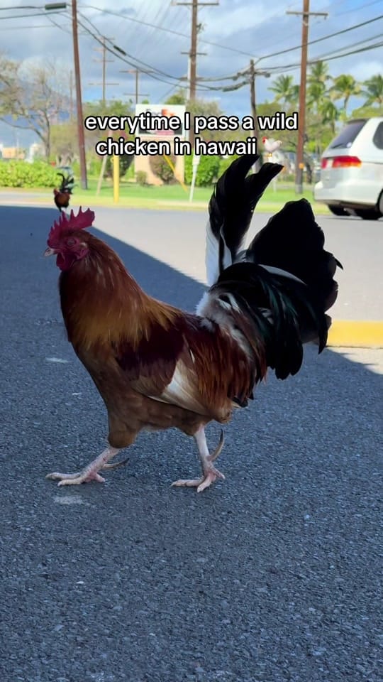 Post 4 by Jana 🗺️🍵🧳 on TikTok (video)
