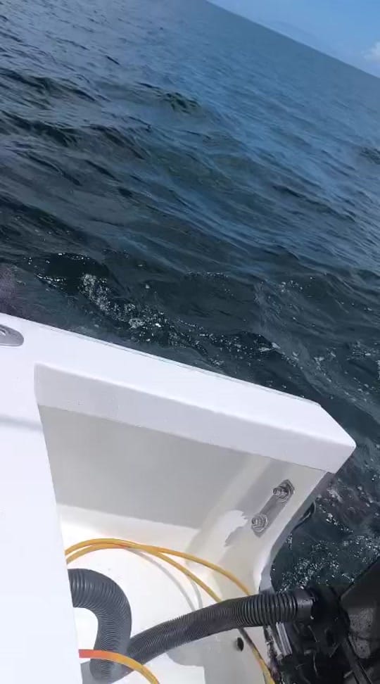 Post 3 by Carey Chen on TikTok (video)
