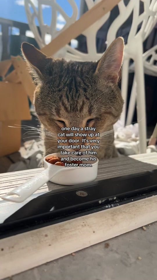 Post 4 by Juliana Vazquez on TikTok (video)
