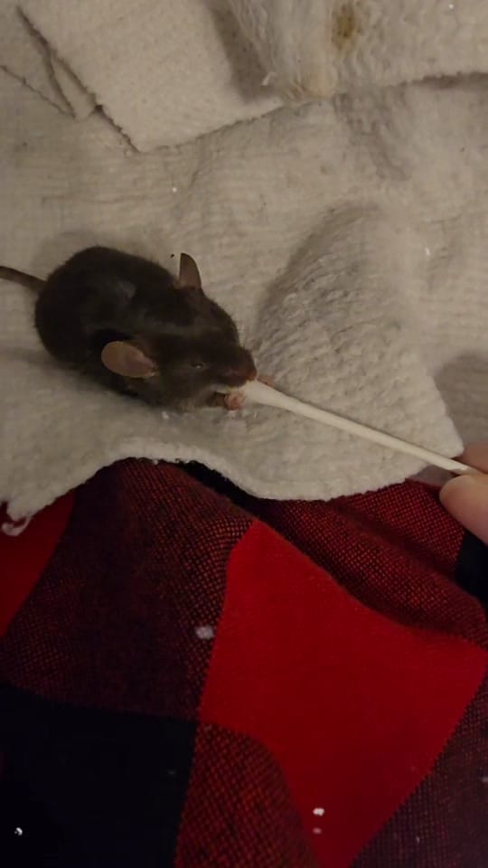 Post 3 by Chelsie_BTC on TikTok (video)