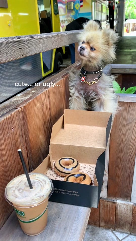 Post 9 by Jane Galluzzi on TikTok (video)