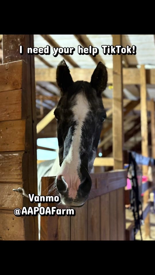 Post 4 by AA Sport Ponies 🦄 on TikTok (video)