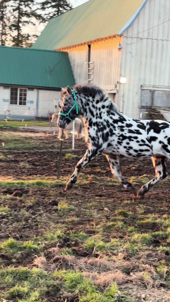 Post 2 by AA Sport Ponies 🦄 on TikTok (video)