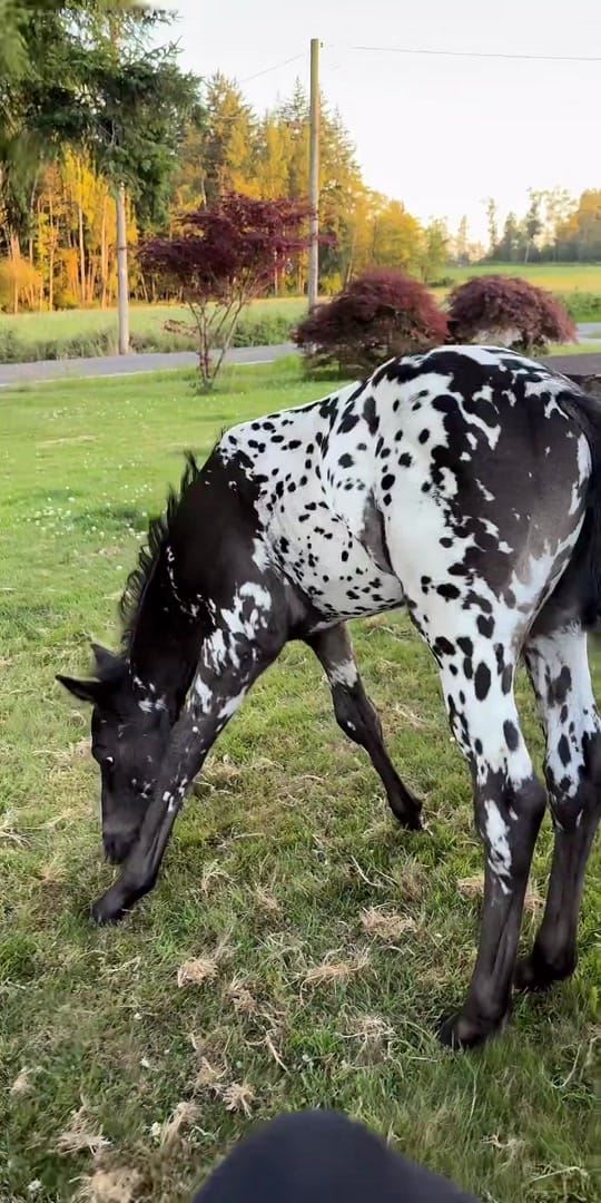 Post 9 by AA Sport Ponies 🦄 on TikTok (video)