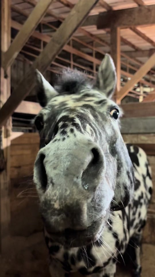 Post 5 by AA Sport Ponies 🦄 on TikTok (video)