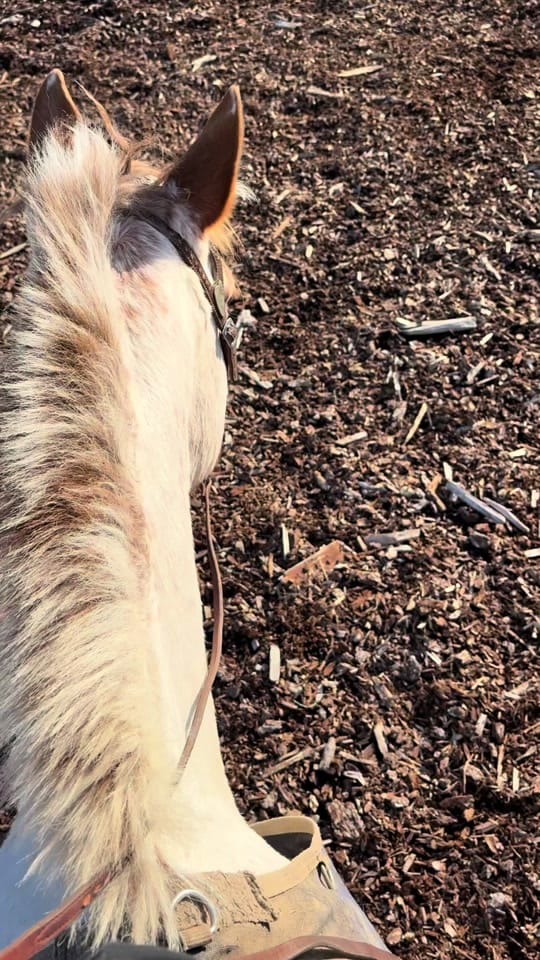 Post 6 by AA Sport Ponies 🦄 on TikTok (video)
