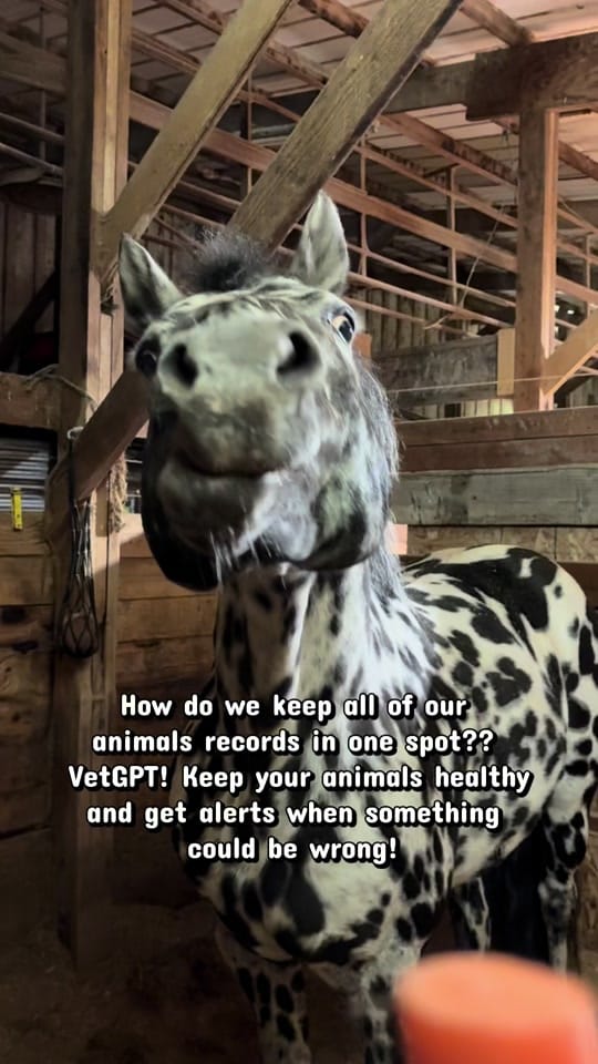 Post 3 by AA Sport Ponies 🦄 on TikTok (video)