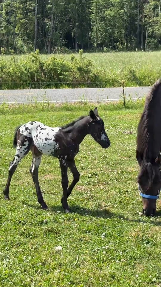 Post 10 by AA Sport Ponies 🦄 on TikTok (video)