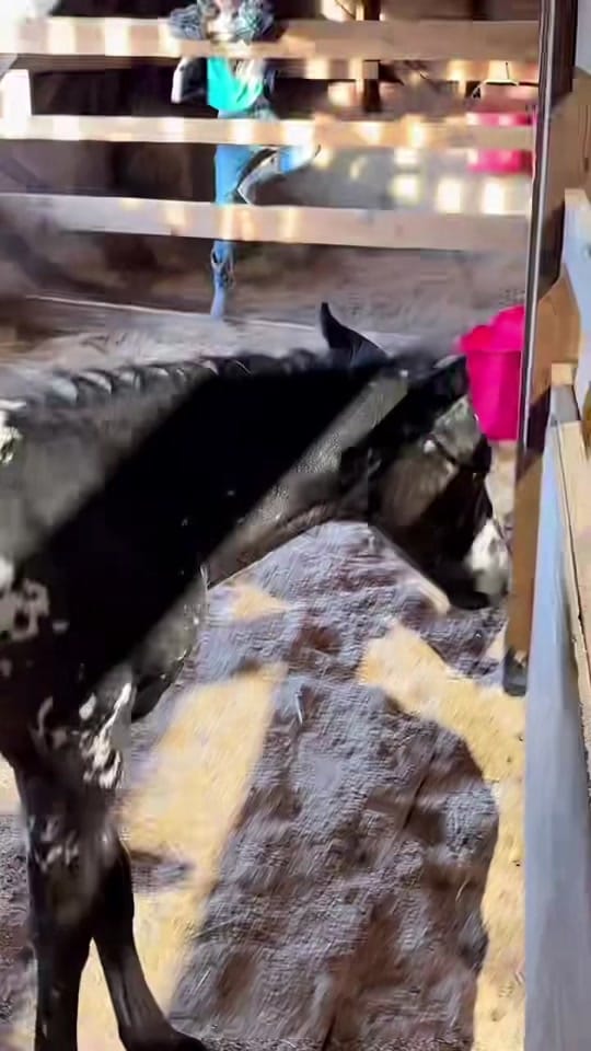 Post 8 by AA Sport Ponies 🦄 on TikTok (video)