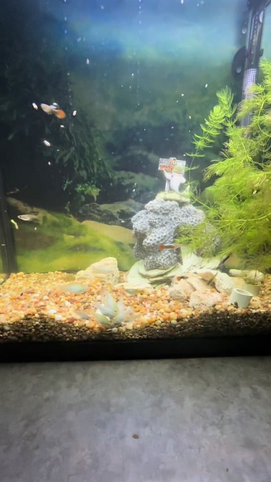 Post 7 by introducingkc1 on TikTok (video)
