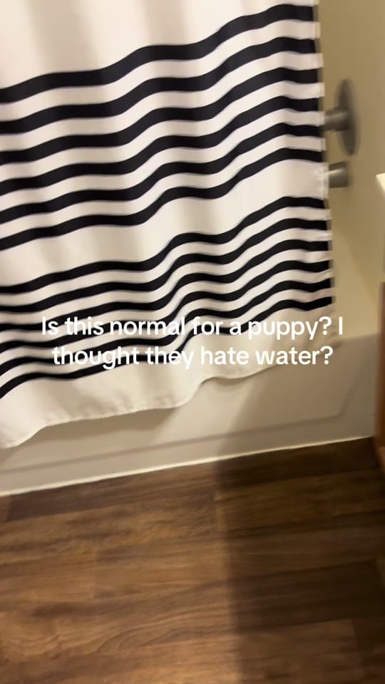 Post 2 by introducingkc1 on TikTok (video)
