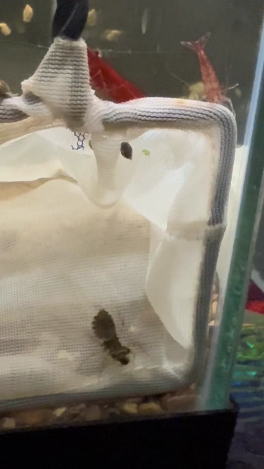Post 8 by introducingkc1 on TikTok (video)
