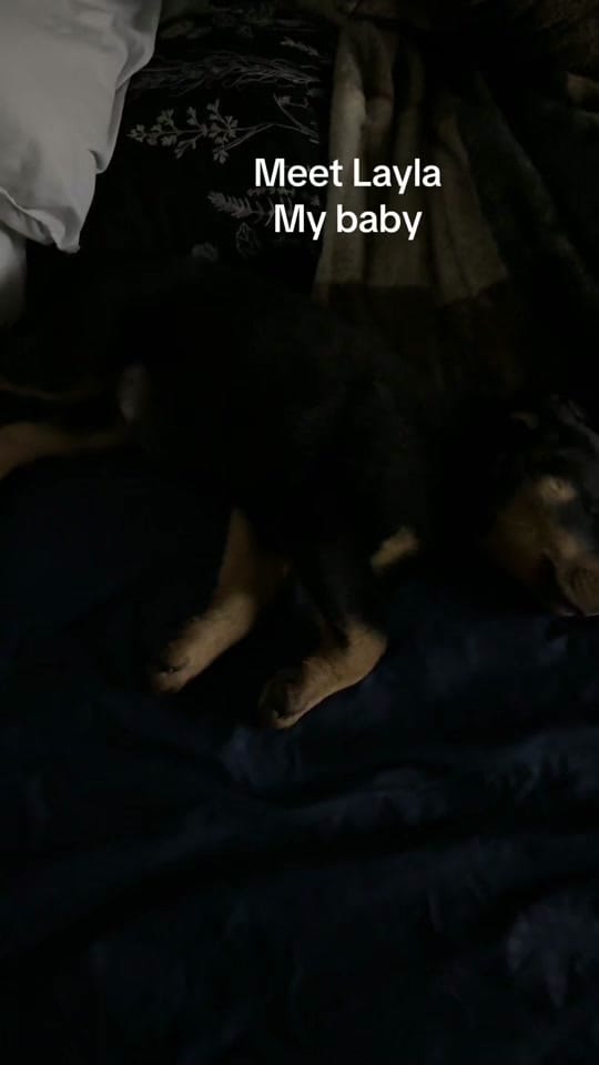 Post 6 by introducingkc1 on TikTok (video)