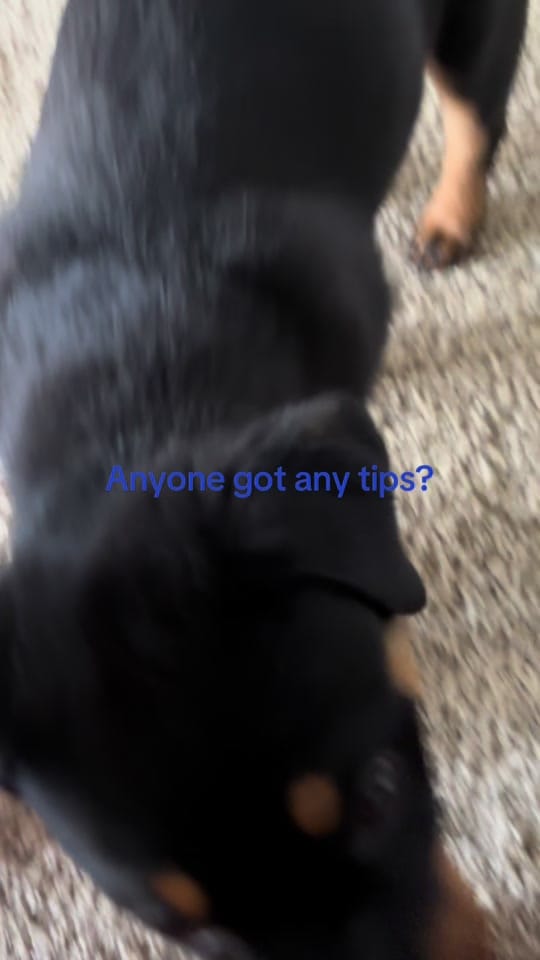 Post 4 by introducingkc1 on TikTok (video)