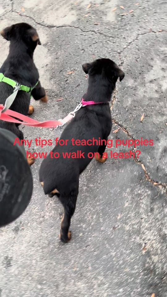 Post 3 by introducingkc1 on TikTok (video)