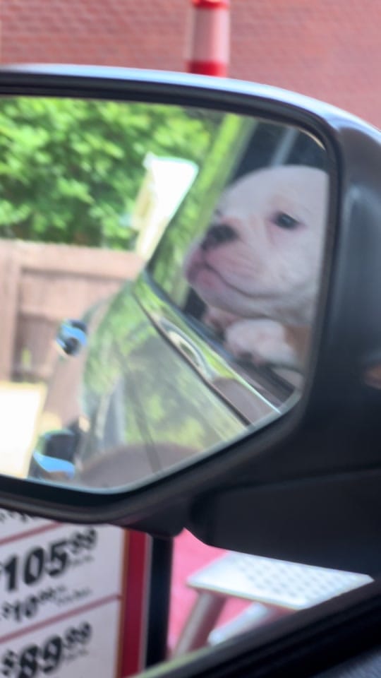Post 8 by Demarcus Bennett (MAPKENNELS) on TikTok (video)