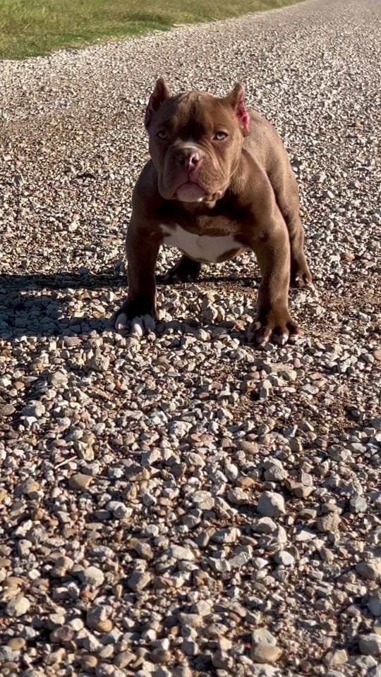 Post 3 by Demarcus Bennett (MAPKENNELS) on TikTok (video)