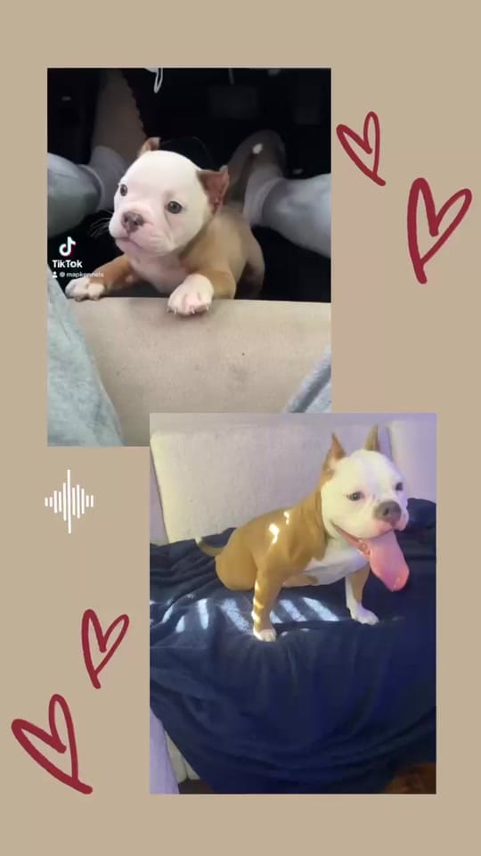 Post 2 by Demarcus Bennett (MAPKENNELS) on TikTok (video)