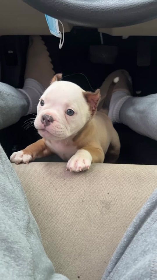 Post 9 by Demarcus Bennett (MAPKENNELS) on TikTok (video)