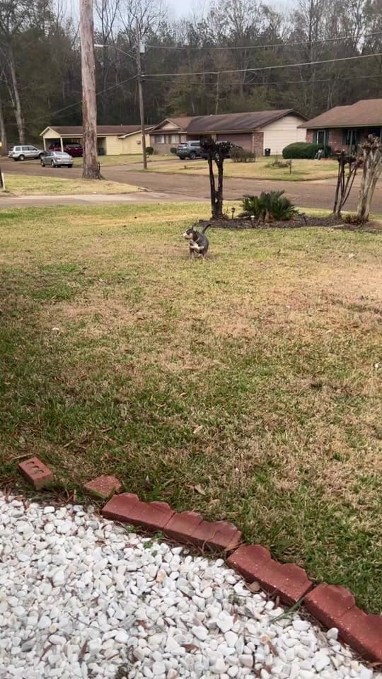 Post 1 by Demarcus Bennett (MAPKENNELS) on TikTok (video)
