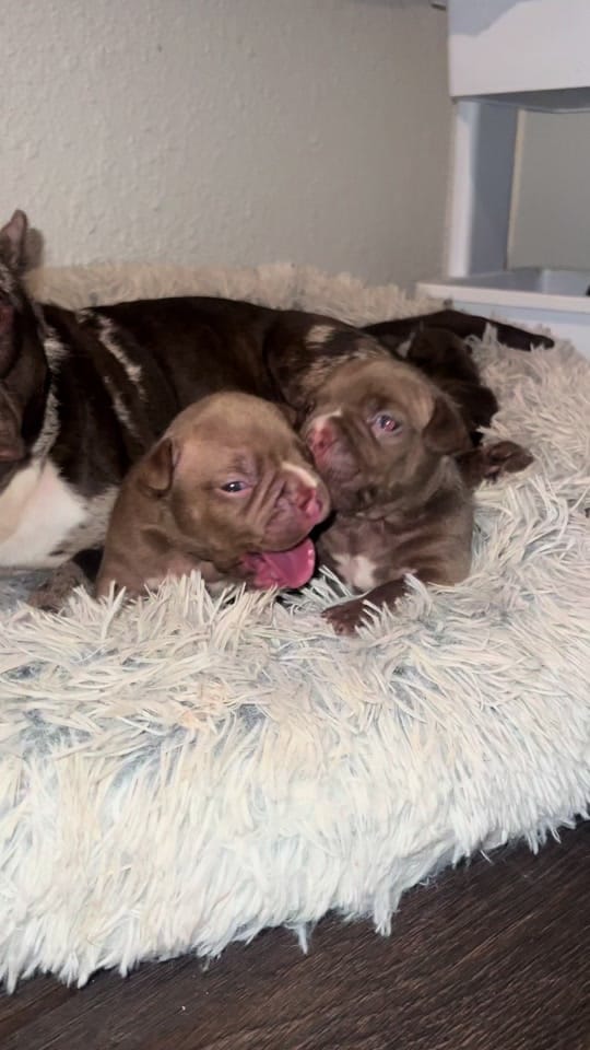 Post 6 by Demarcus Bennett (MAPKENNELS) on TikTok (video)