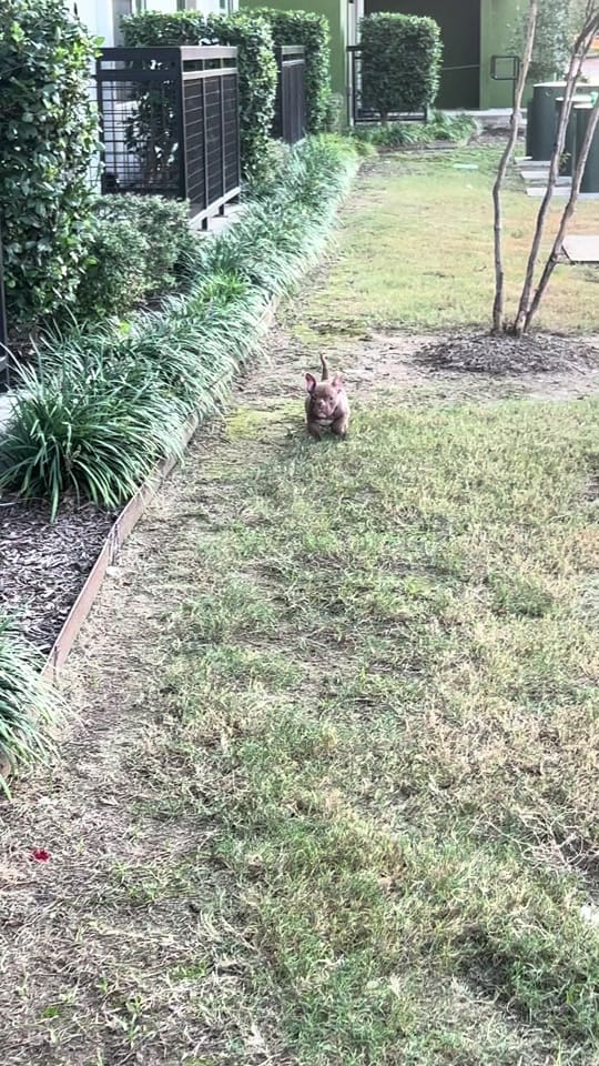 Post 4 by Demarcus Bennett (MAPKENNELS) on TikTok (video)