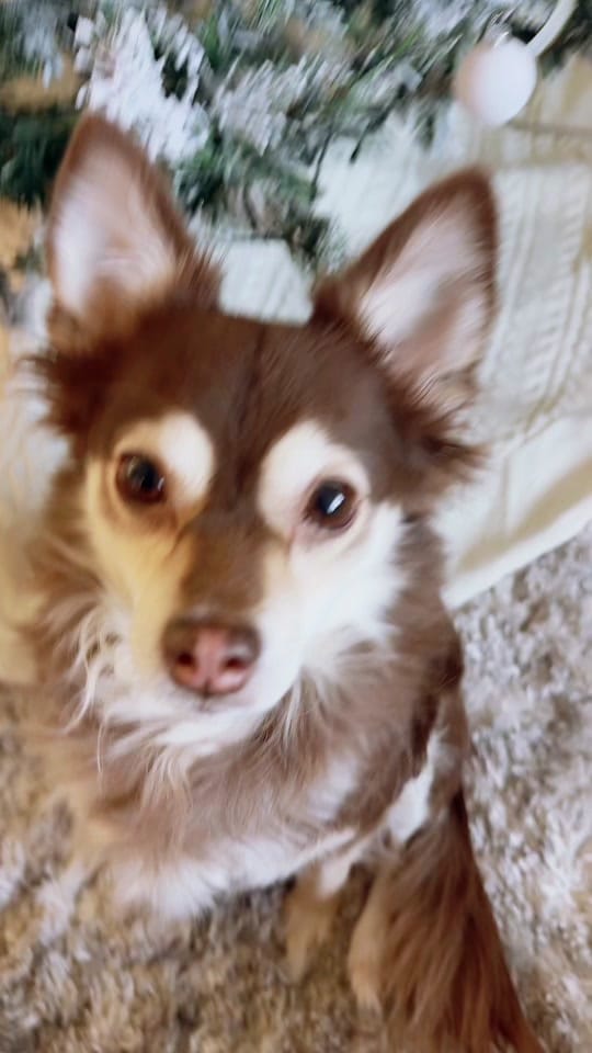 Post 8 by Sariah Kamalani on TikTok (video)