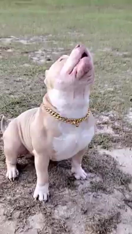 Post 9 by Flextimebullyz on TikTok (video)
