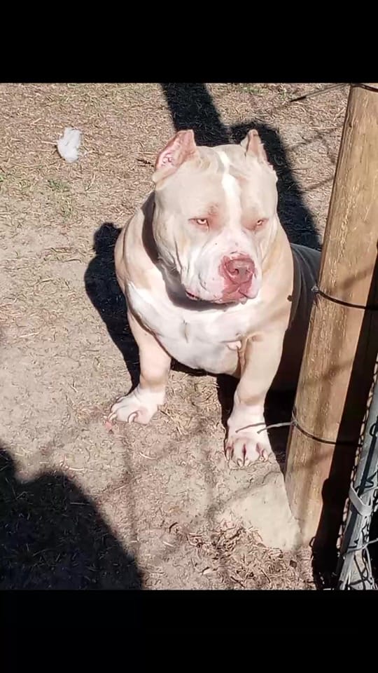 Post 10 by Flextimebullyz on TikTok (video)