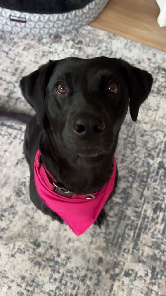 Post 5 by Dog Dad Devan on TikTok (video)