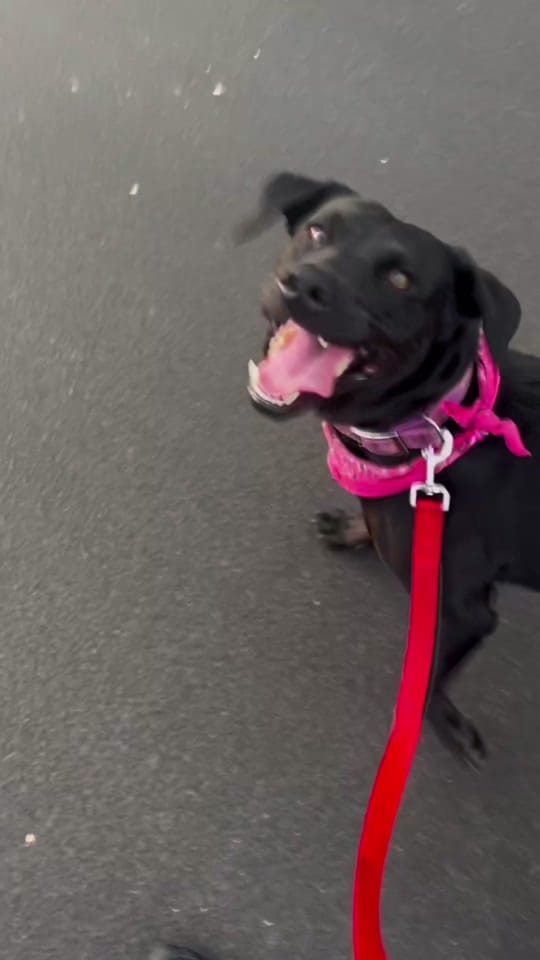 Post 3 by Dog Dad Devan on TikTok (video)