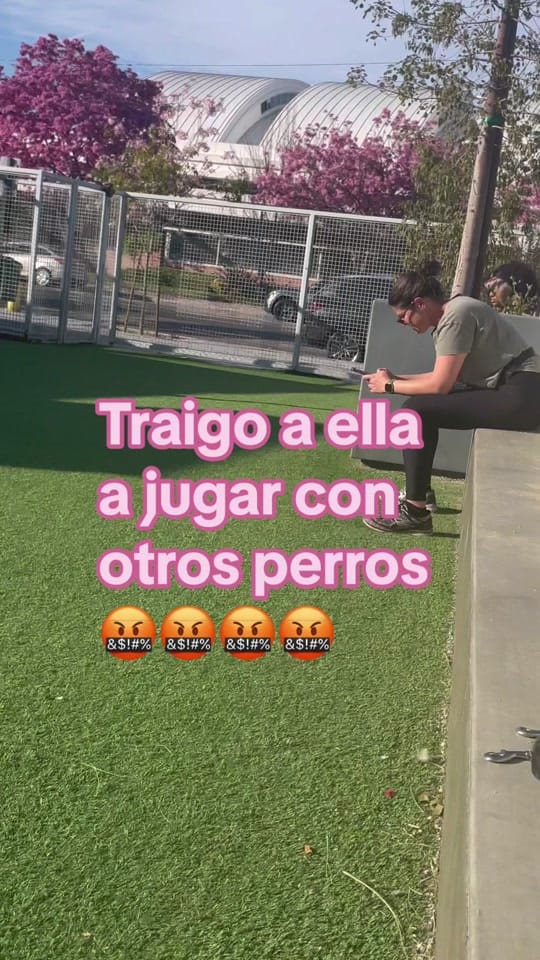 Post 9 by Dog Dad Devan on TikTok (video)