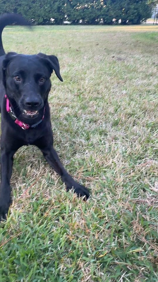 Post 1 by Dog Dad Devan on TikTok (video)