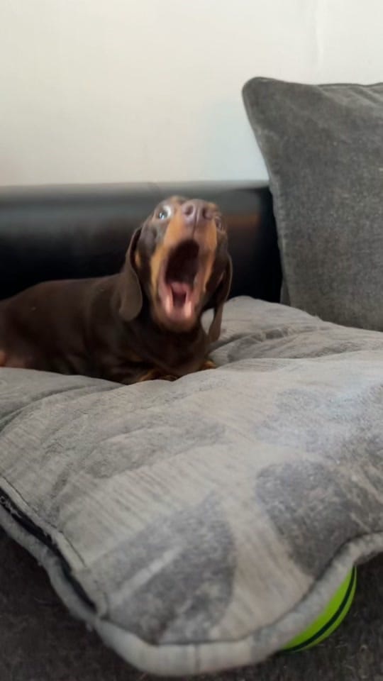 Post 9 by ciciolive_mini_weiners on TikTok (video)
