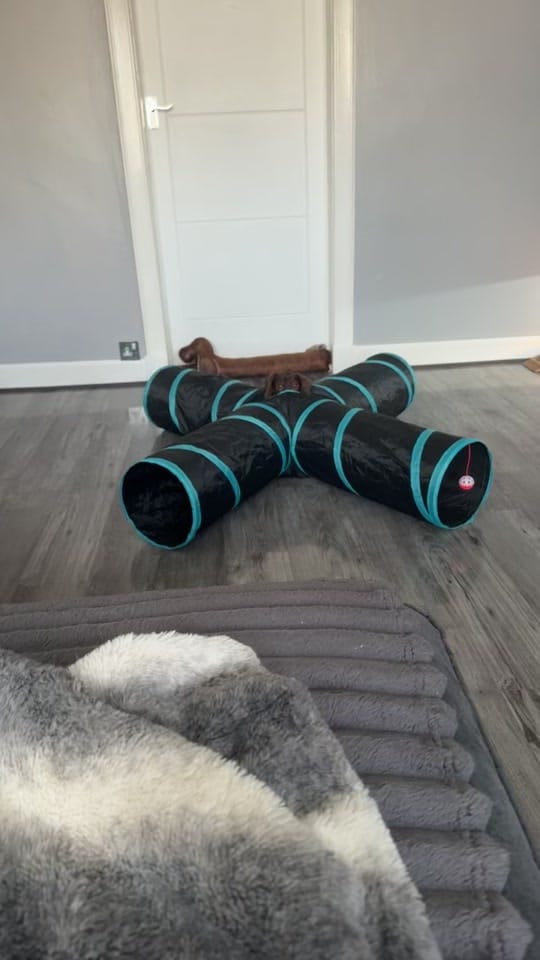 Post 7 by ciciolive_mini_weiners on TikTok (video)