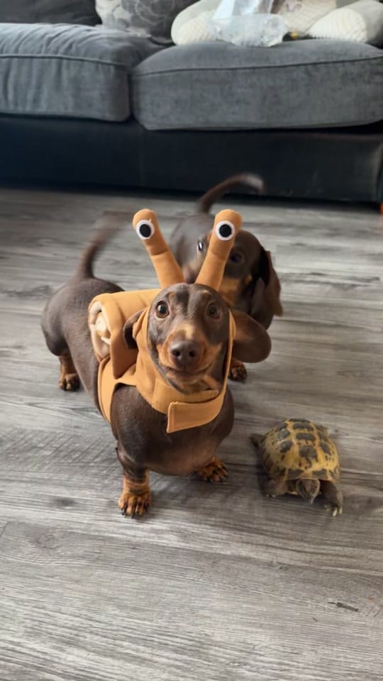 Post 8 by ciciolive_mini_weiners on TikTok (video)