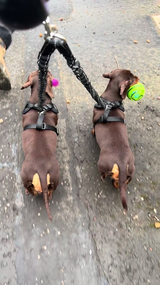 Post 3 by ciciolive_mini_weiners on TikTok (video)