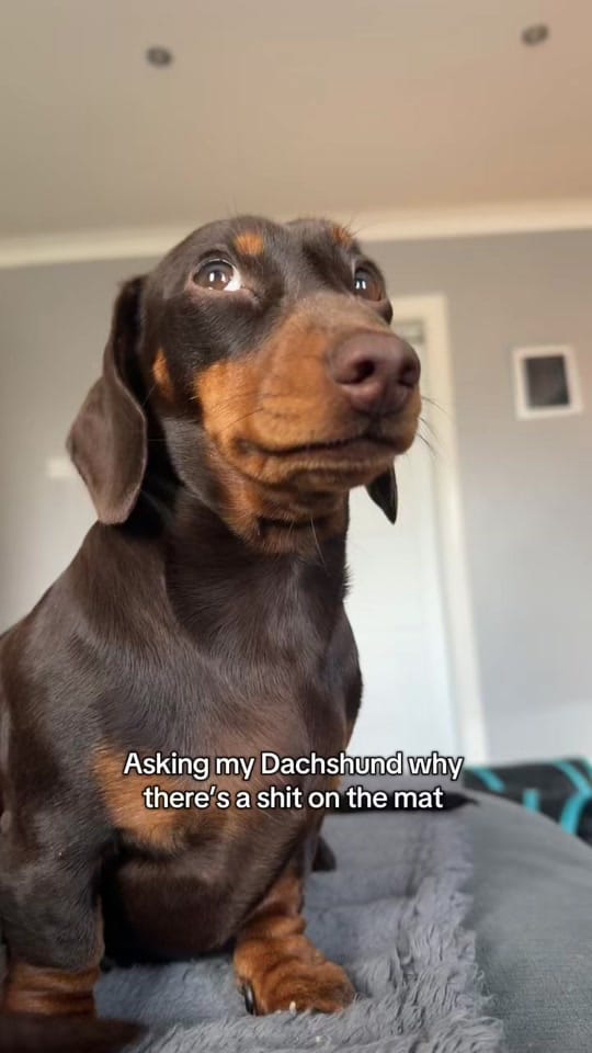 Post 4 by ciciolive_mini_weiners on TikTok (video)
