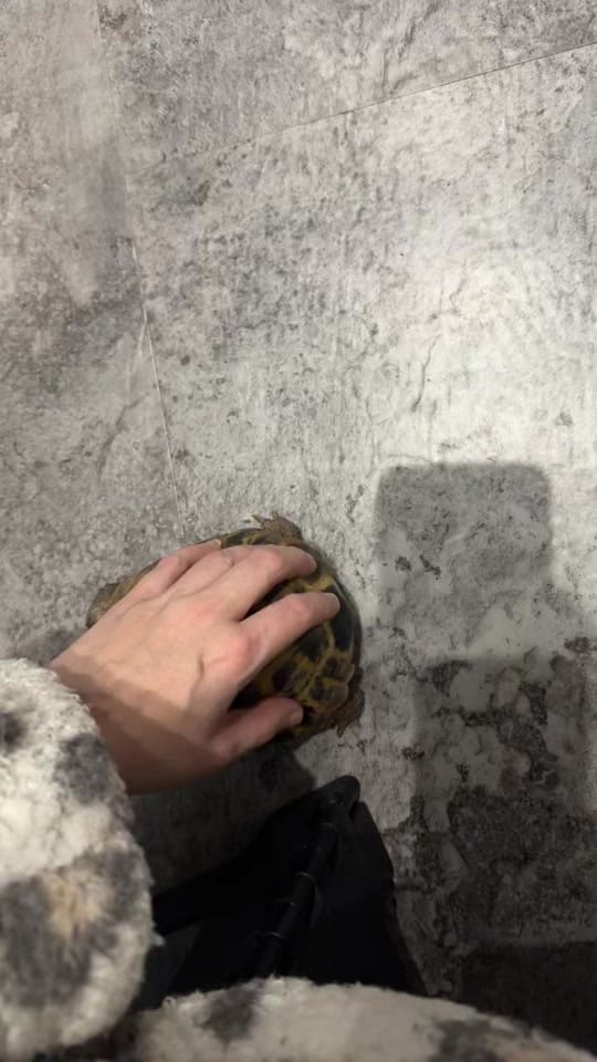 Post 6 by ciciolive_mini_weiners on TikTok (video)