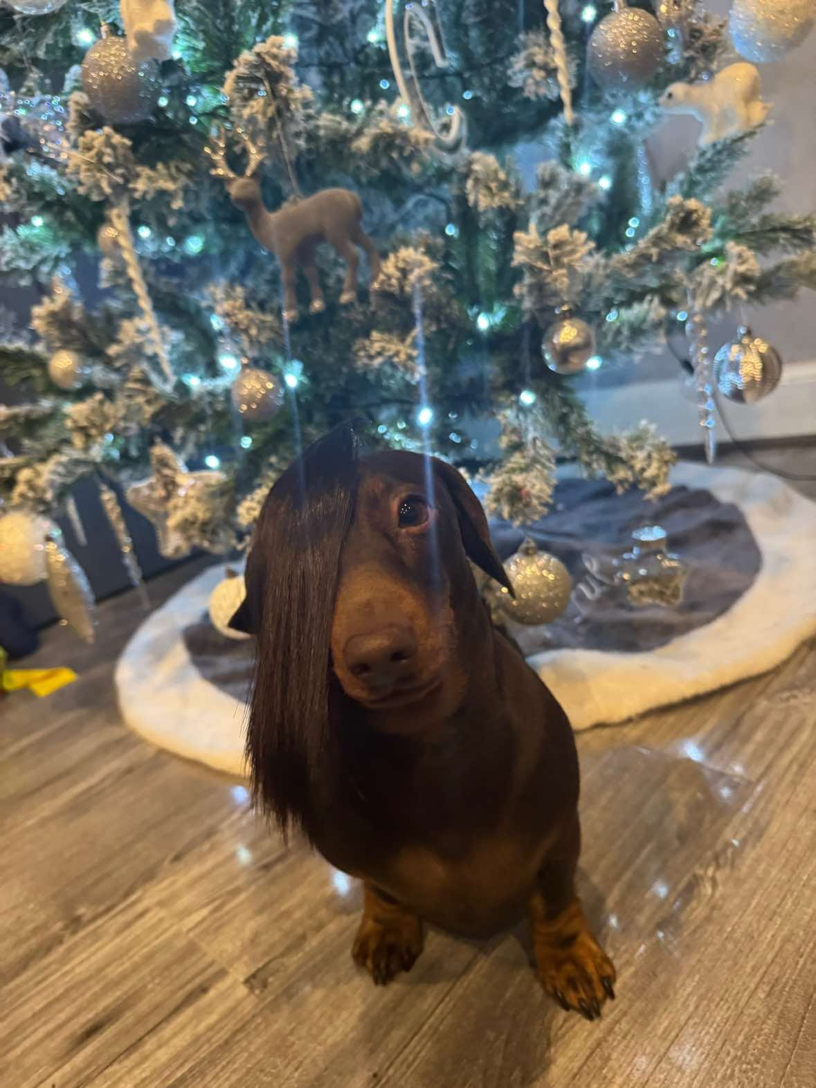 Post 10 by ciciolive_mini_weiners on TikTok (video)